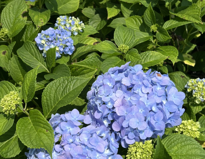 Hortensie großblättrig Nikko Blue