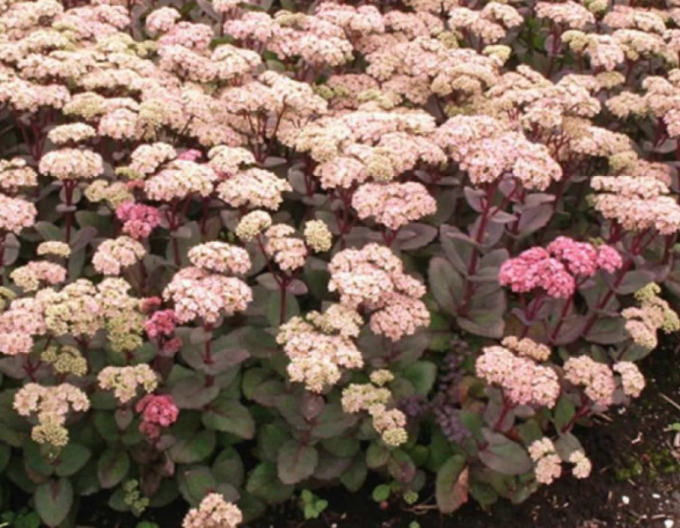 Fettblatt Matrona 1l