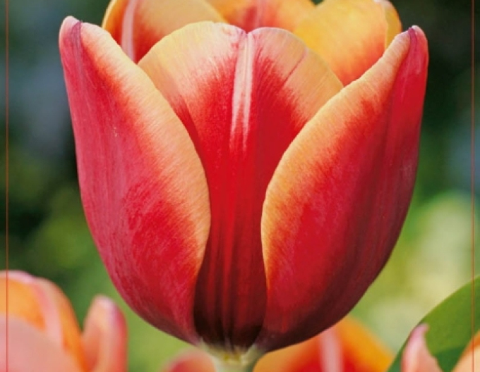 Tulpe Tennesse