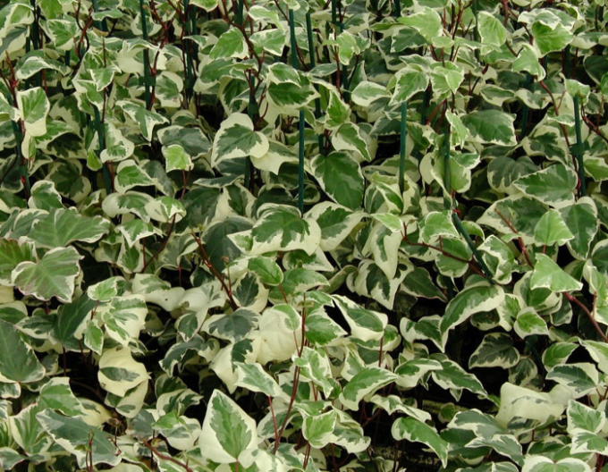 Efeu Gloire de Marengo