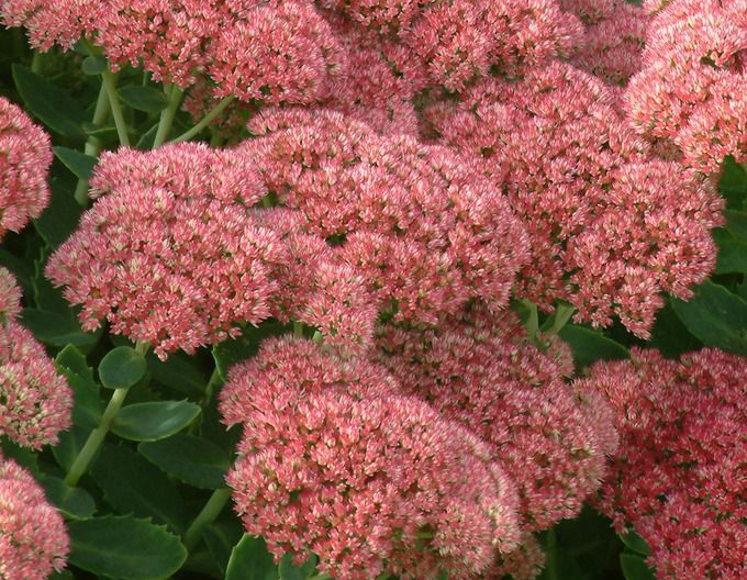 Fettblatt Herbstfreude