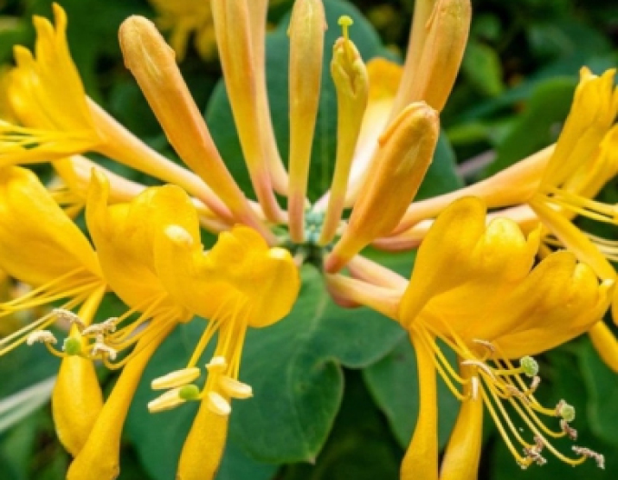 Gold-Geißschlinge tellmanniana