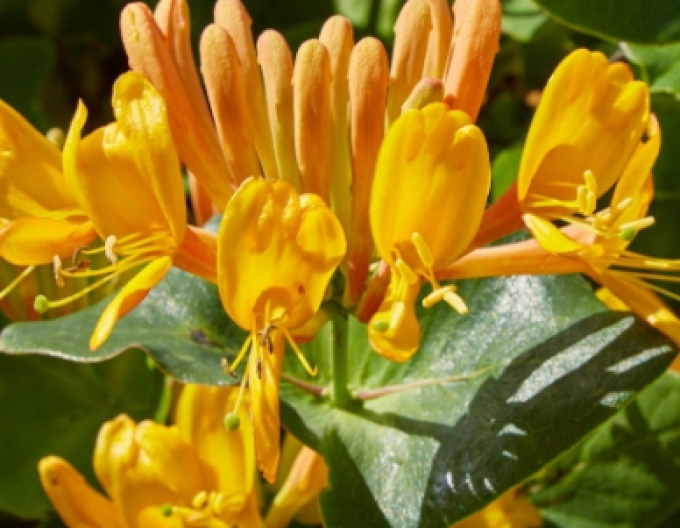 Gold-Geißschlinge tellmanniana