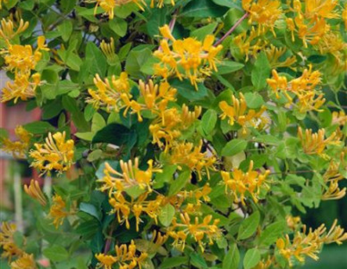 Gold-Geißschlinge tellmanniana