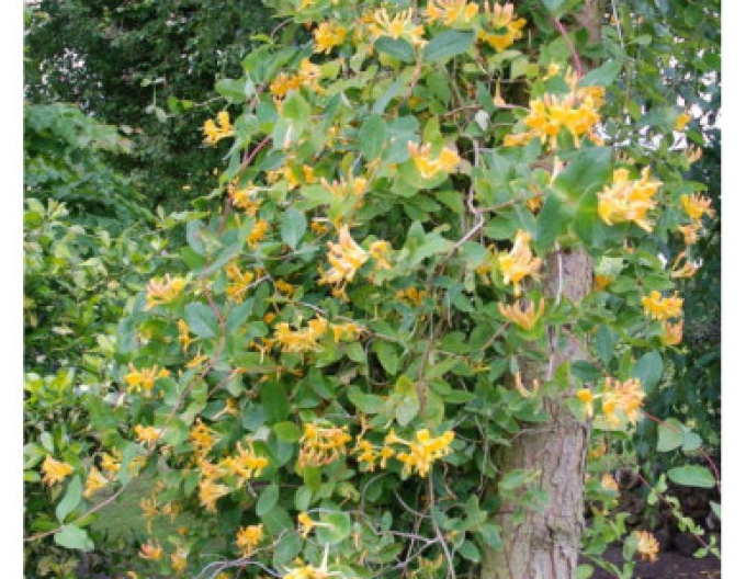 Gold-Geißschlinge tellmanniana