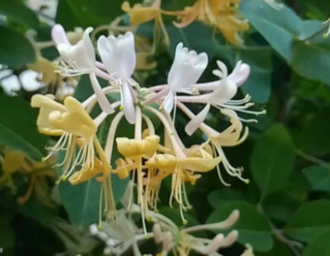 Wald Geißblatt / Wald-Geisschlinge ’Graham Thomas’