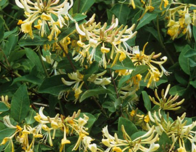 Wald Geißblatt / Wald-Geisschlinge ’Graham Thomas’