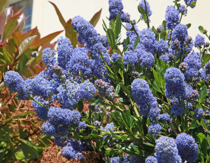 Säckelblume - Ceanothus ´Julia Phelps´