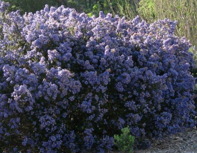 Säckelblume - Ceanothus ´Julia Phelps´