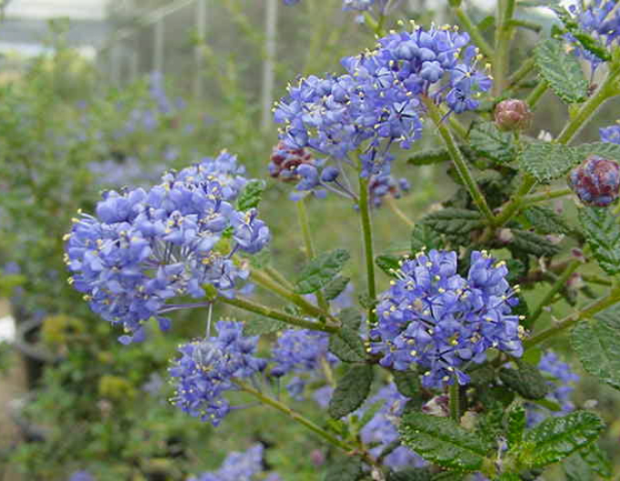 Säckelblume - Ceanothus ´Julia Phelps´