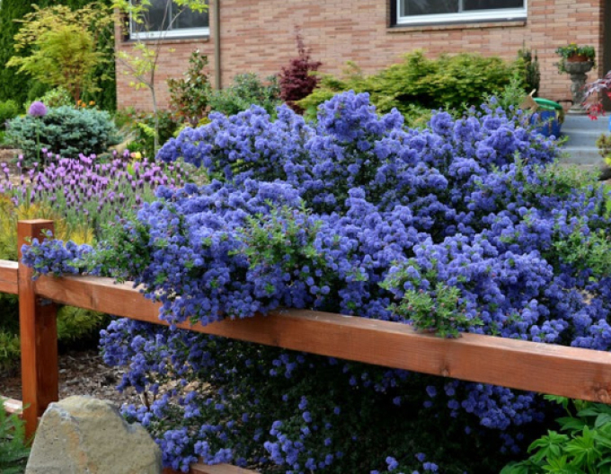 Säckelblume - Ceanothus ´Julia Phelps´