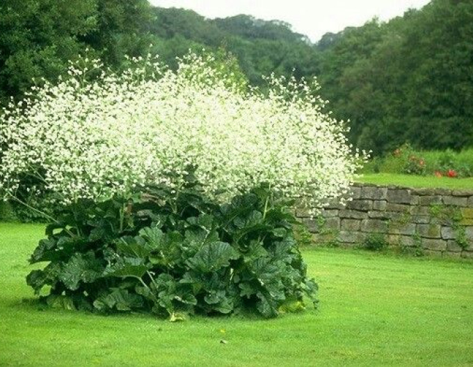 Herzblättriger Blütenkohl - Crambe cordifolia