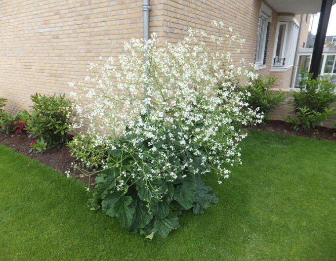 Herzblättriger Blütenkohl - Crambe cordifolia