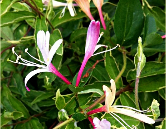 Japanische Geißschlinge Purpurea