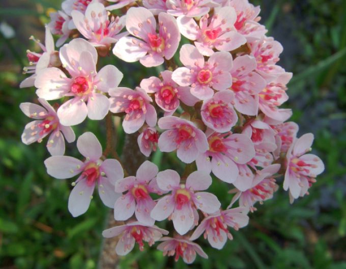 Darmera abgeschirmt - Indischer Rhabarber