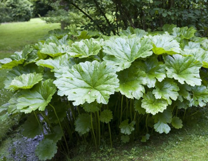 Darmera abgeschirmt - Indischer Rhabarber