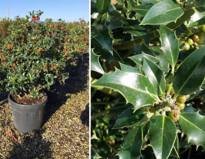 Myrtenblättrige Hülse ´Alaska´