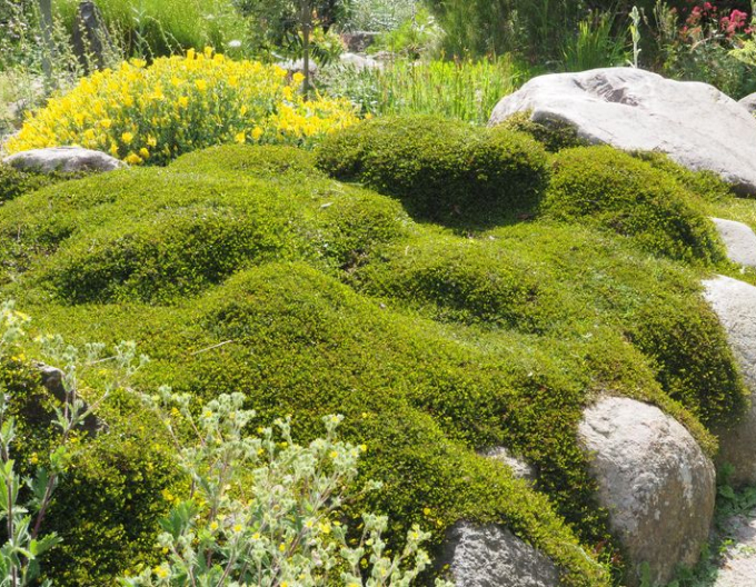 Muhlenbeckia axillaris