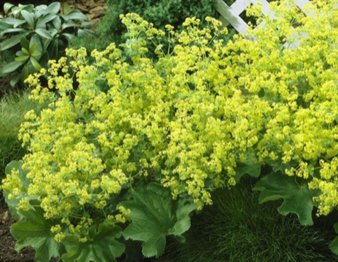 Alchemilla mollis