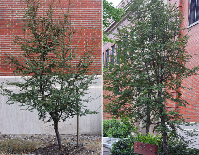 Antarktische Scheinbuche - Nothofagus antarctica