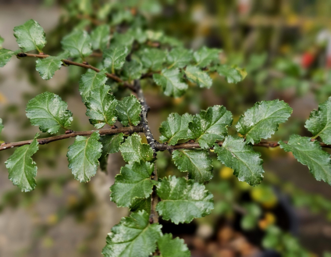 Antarktische Scheinbuche - Nothofagus antarctica