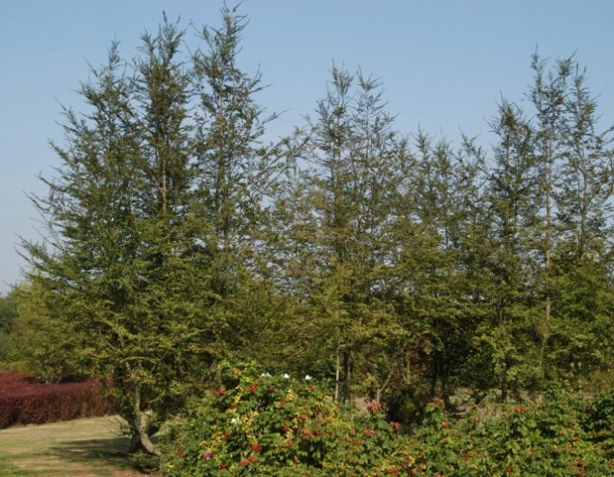 Antarktische Scheinbuche - Nothofagus antarctica