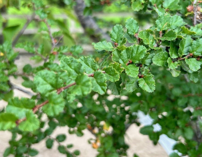 Antarktische Scheinbuche - Nothofagus antarctica