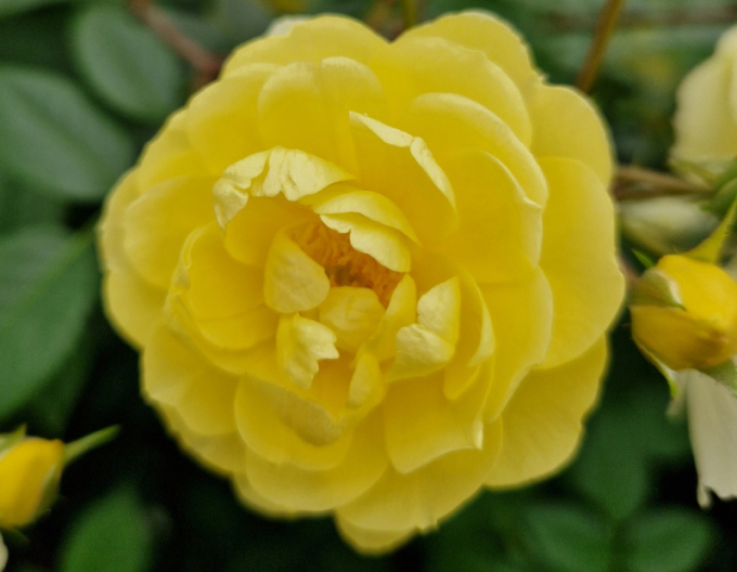 Rose ´Lemon Siluetta´