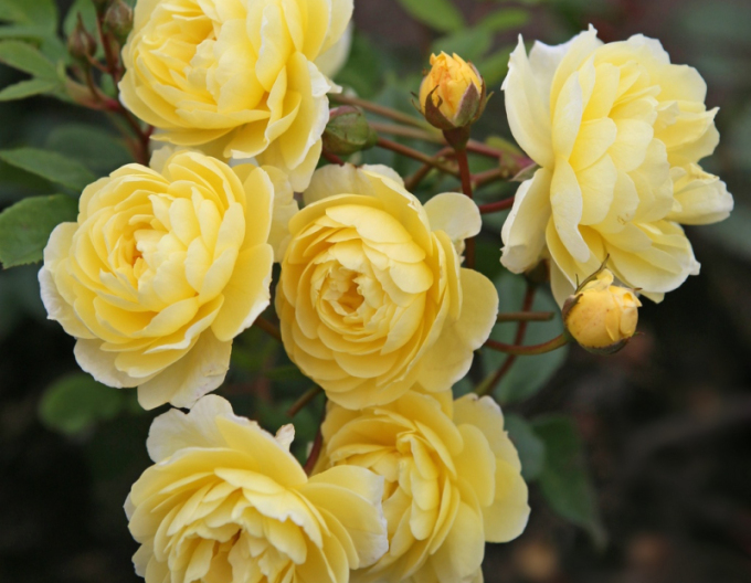 Rose ´Lemon Siluetta´