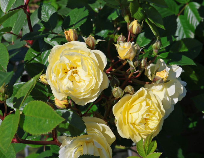 Rose ´Lemon Siluetta´