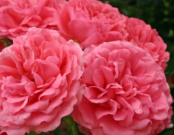 Rose Rosarium Uetersen