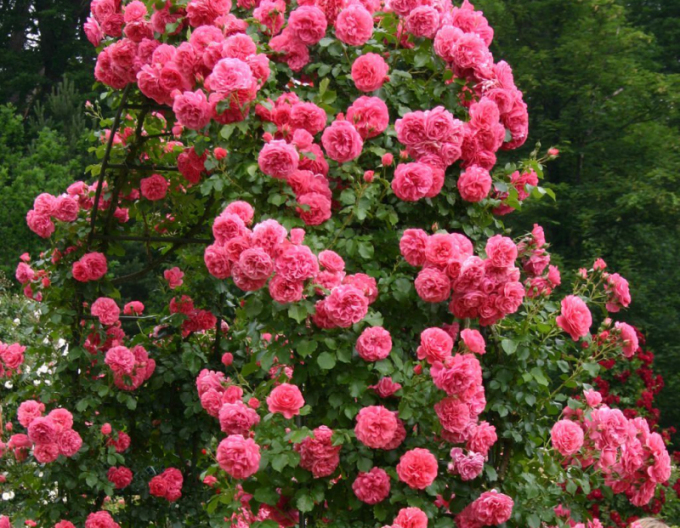 Rose Rosarium Uetersen