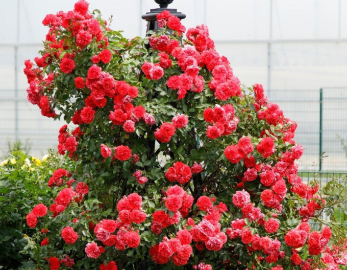 Rose Rosarium Uetersen