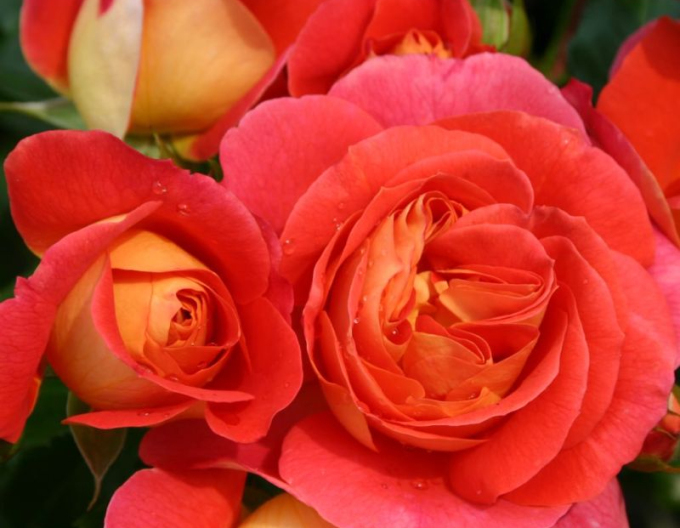 Rose Gebrüder Grimm