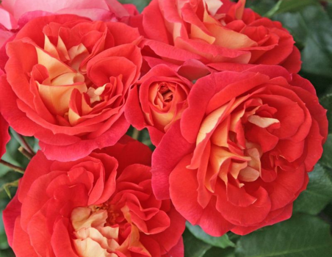 Rose Gebrüder Grimm