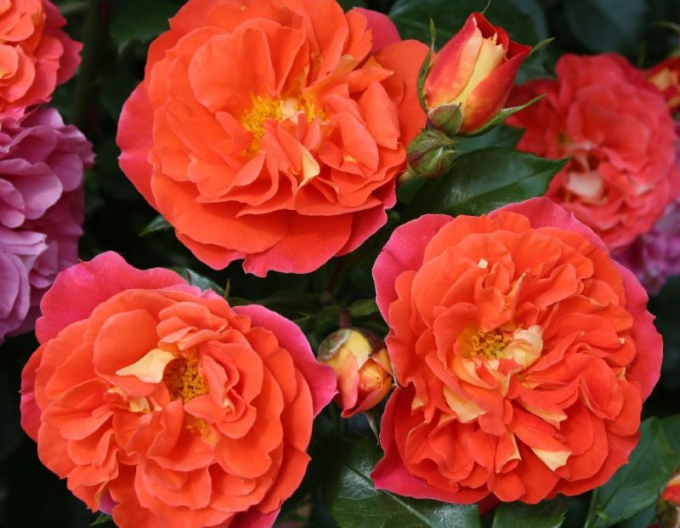 Rose Gebrüder Grimm