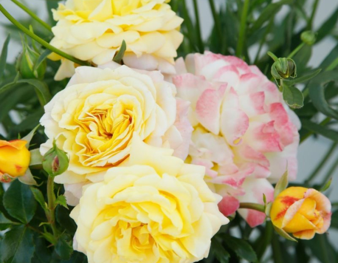 Rose Rose der Hoffnung