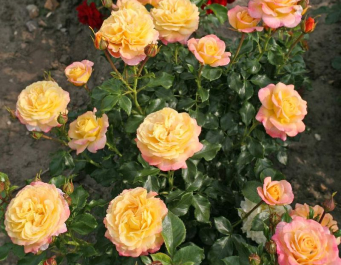 Rose Rose der Hoffnung