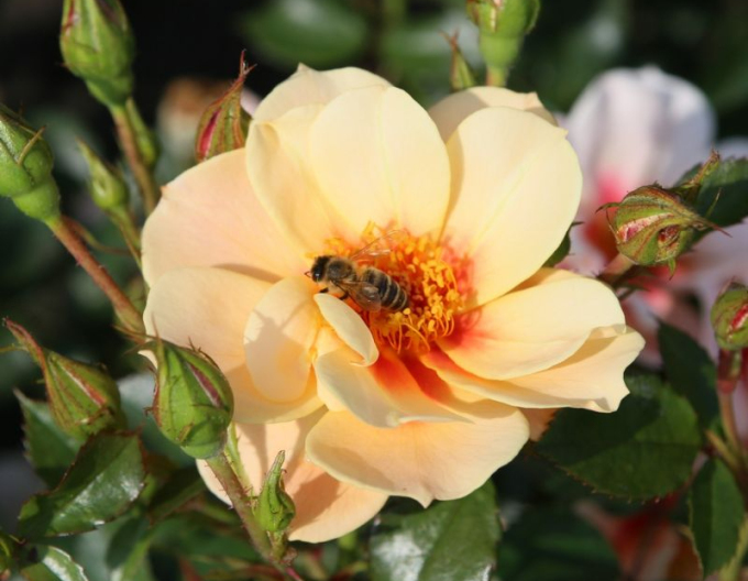 Rose See You in Apricot