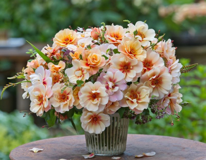 Rose See You in Apricot