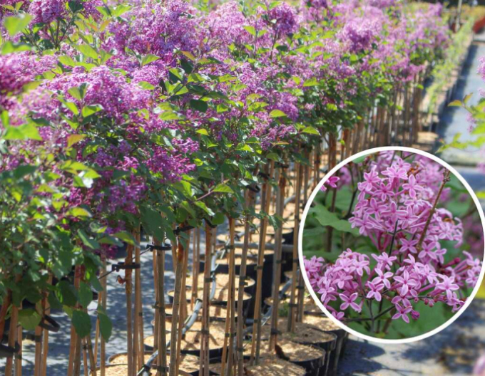 Flieder Dark Purple - Stämmchen