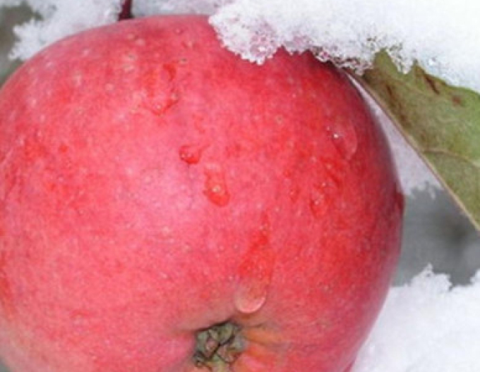 Winterapfelbaum Fuji auf M9, Cont. 5l