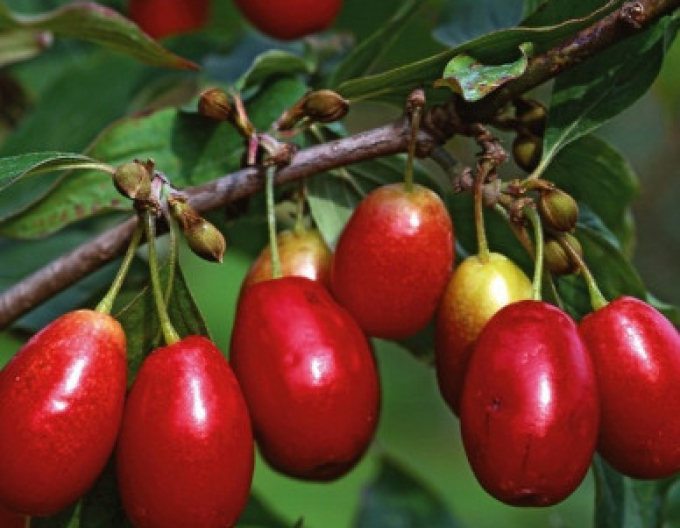 Gewöhnlicher Hartriegel Jolico 160cm