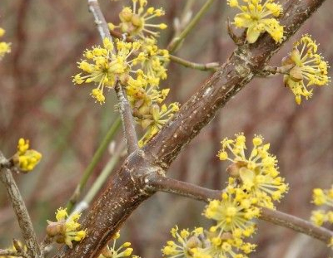 Gewöhnlicher Hartriegel Jolico 160cm