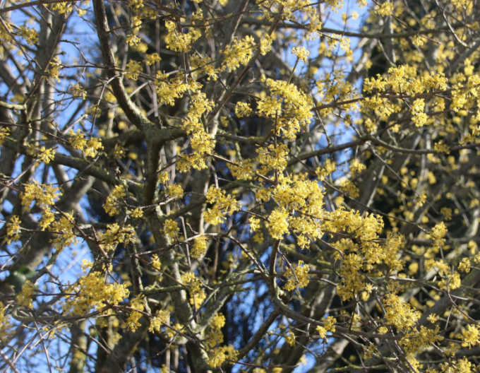 Gewöhnlicher Hartriegel Jolico 160cm