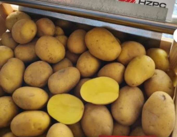 Pflanzkartoffeln Camelia Kübel 1kg