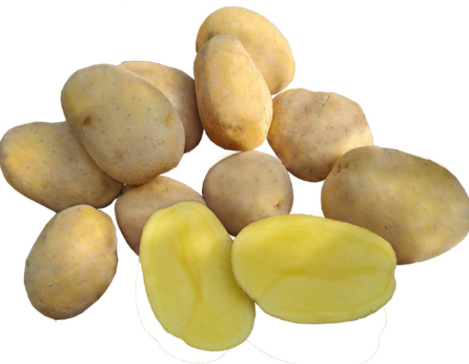 Pflanzkartoffeln Wendy 5kg