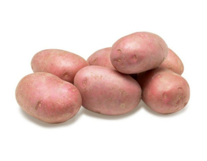 Pflanzkartoffeln Memphis 5kg