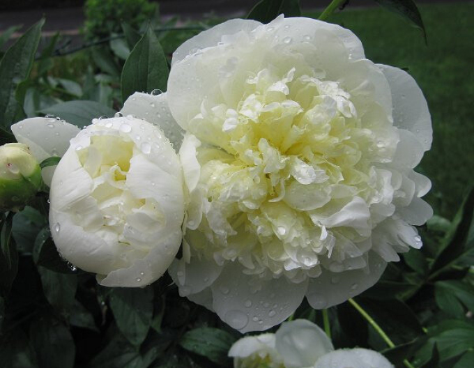 Pfingstrose  Duchesse de Nemours