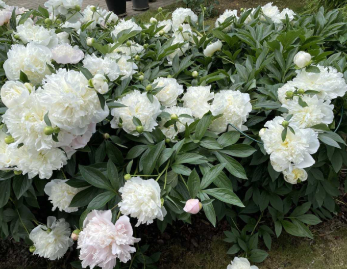 Pfingstrose  Duchesse de Nemours